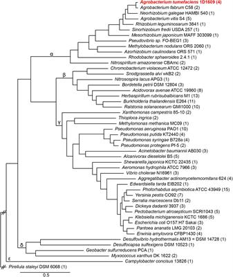 Redundancy and Specificity of Type VI Secretion vgrG Loci in Antibacterial Activity of Agrobacterium tumefaciens 1D1609 Strain